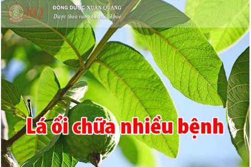 Lá ổi chữa nhiều bệnh 