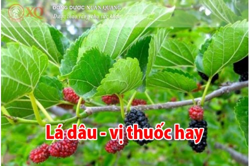 Lá dâu - vị thuốc hay 