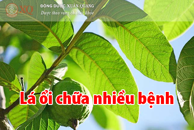 Lá ổi chữa nhiều bệnh