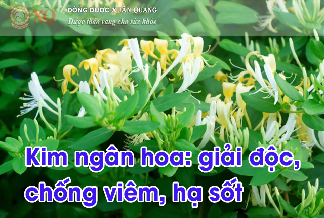 Kim ngân hoa: giải độc, chống viêm, hạ sốt