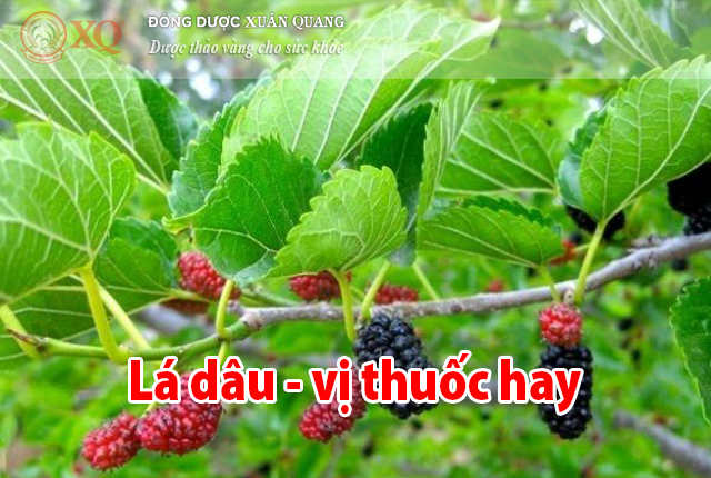 Lá dâu - vị thuốc hay